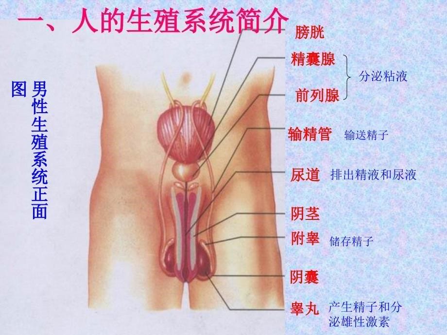 第二部分人的生殖_第5页