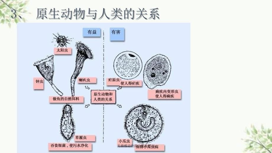 无脊椎动物的主要类群3课件_第5页