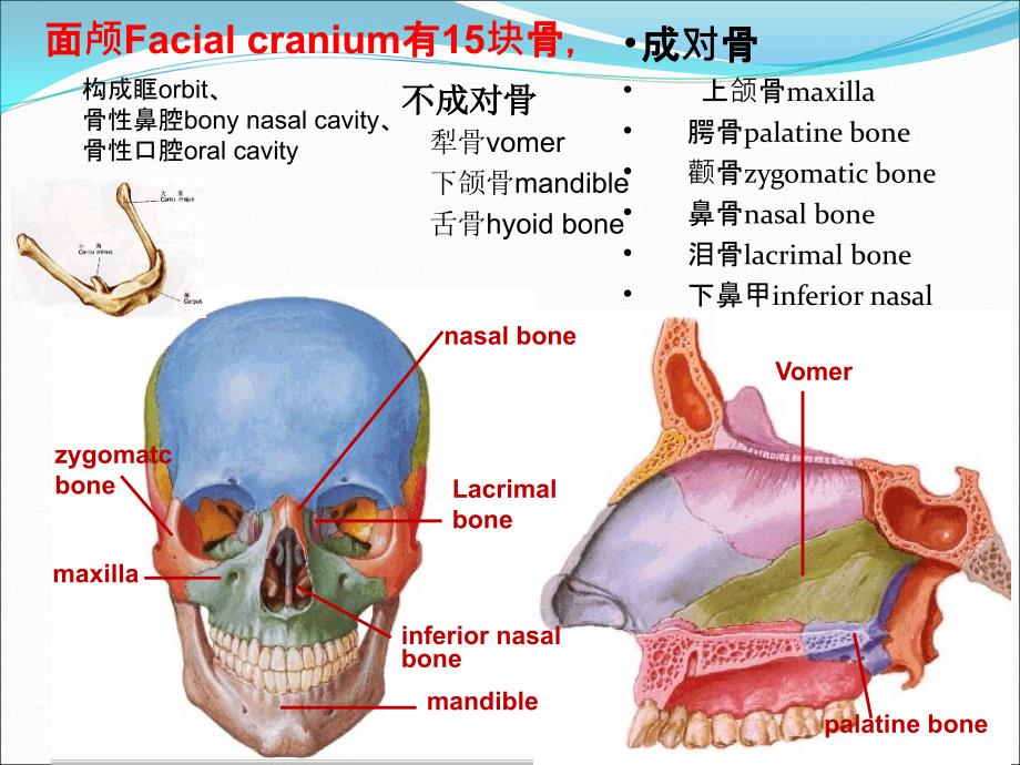 基础医学导论2-颅骨及其连结3学时_第3页