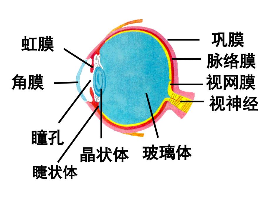 人体对外界环境的感知_第2页