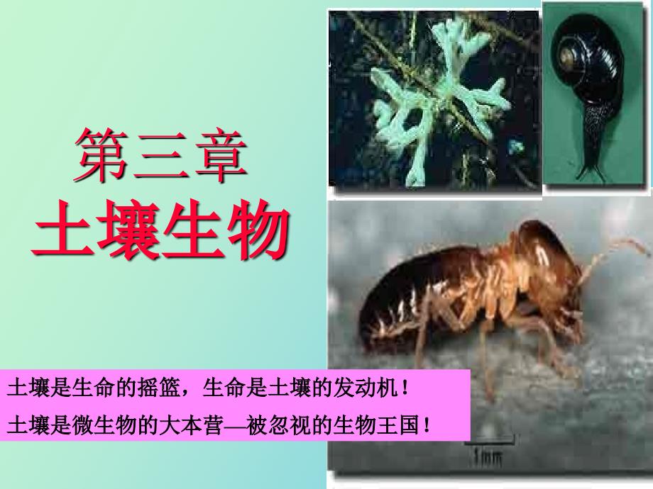 土壤生物森林土壤_第1页