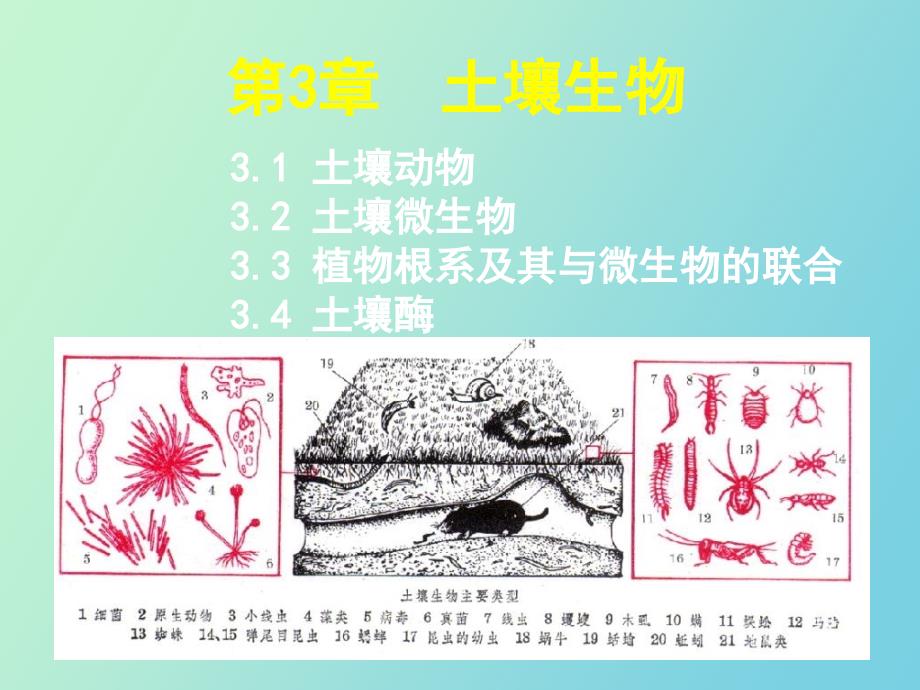 土壤生物森林土壤_第2页