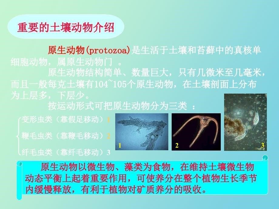 土壤生物森林土壤_第5页