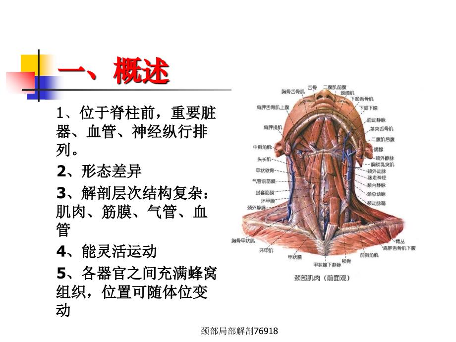 颈部局部解剖76918_第2页