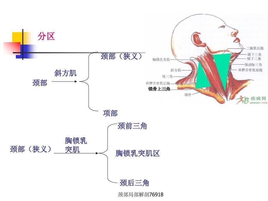 颈部局部解剖76918_第5页