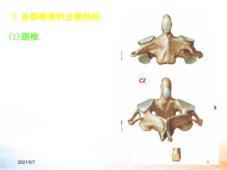 躯干骨、颅骨及其连结_第4页