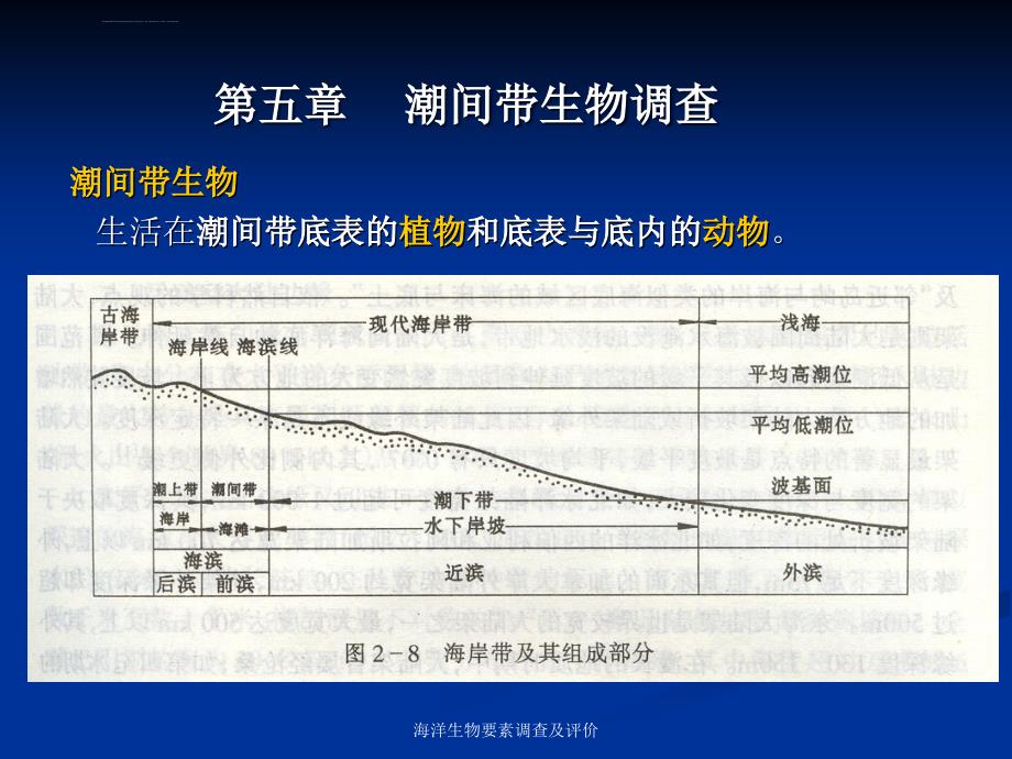 第五章-潮间带生物调查ppt课件_第1页