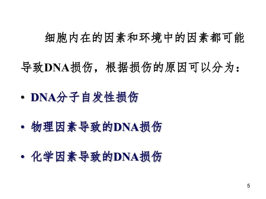 第5章DNA的损伤修复及突变PPT课件_第5页