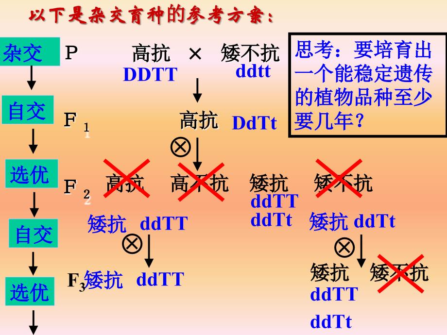 高中生物必修二杂交育种和诱变育种课件_第4页