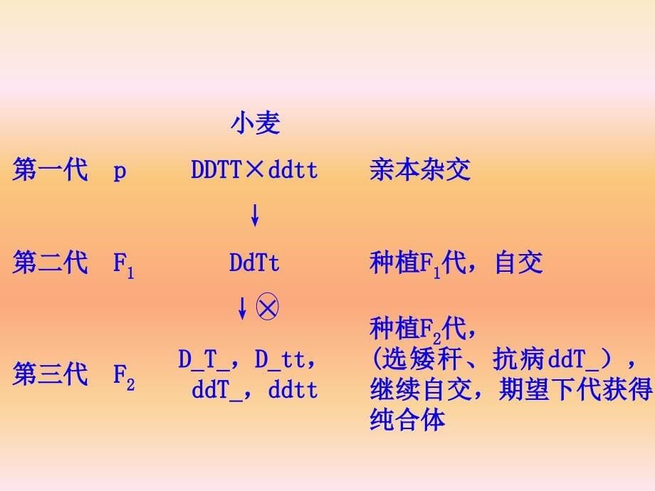 高中生物必修二杂交育种和诱变育种课件_第5页