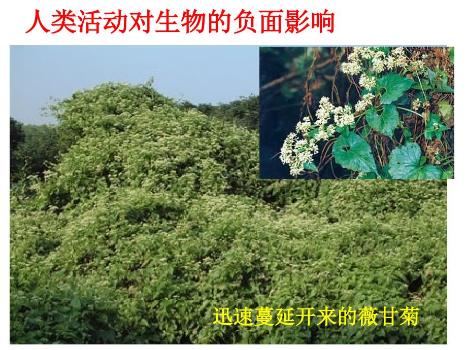 人类活动对生物圈的影响复习课件_第3页