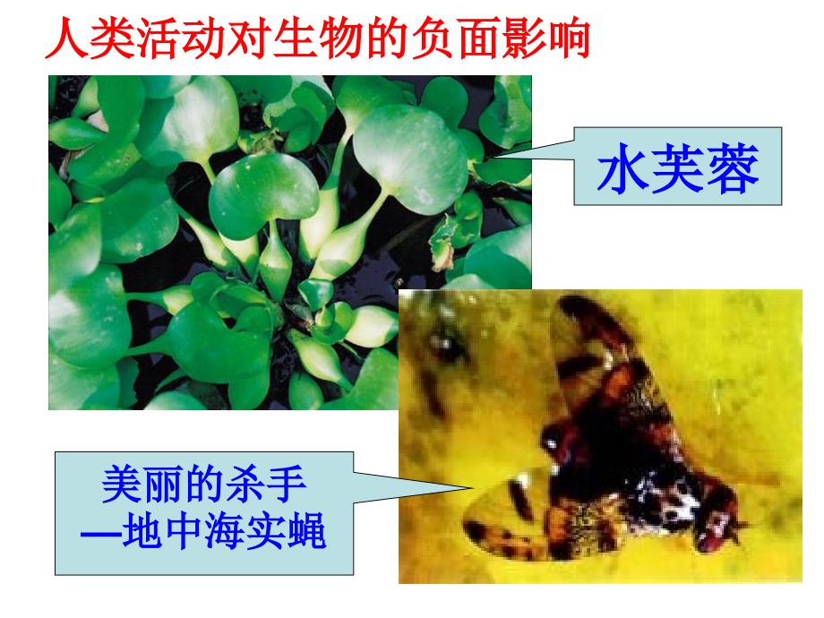 人类活动对生物圈的影响复习课件_第4页