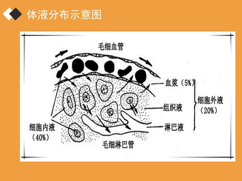 水电解质紊乱及护理.ppt_第3页