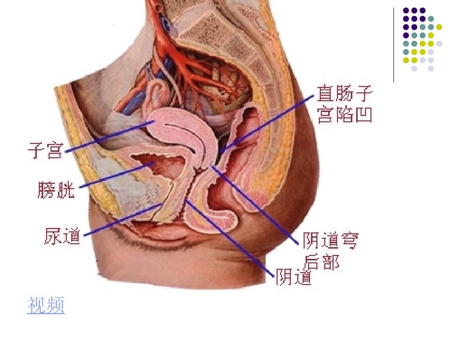 超声临床应用(妇产科)-临床专升本.ppt_第4页