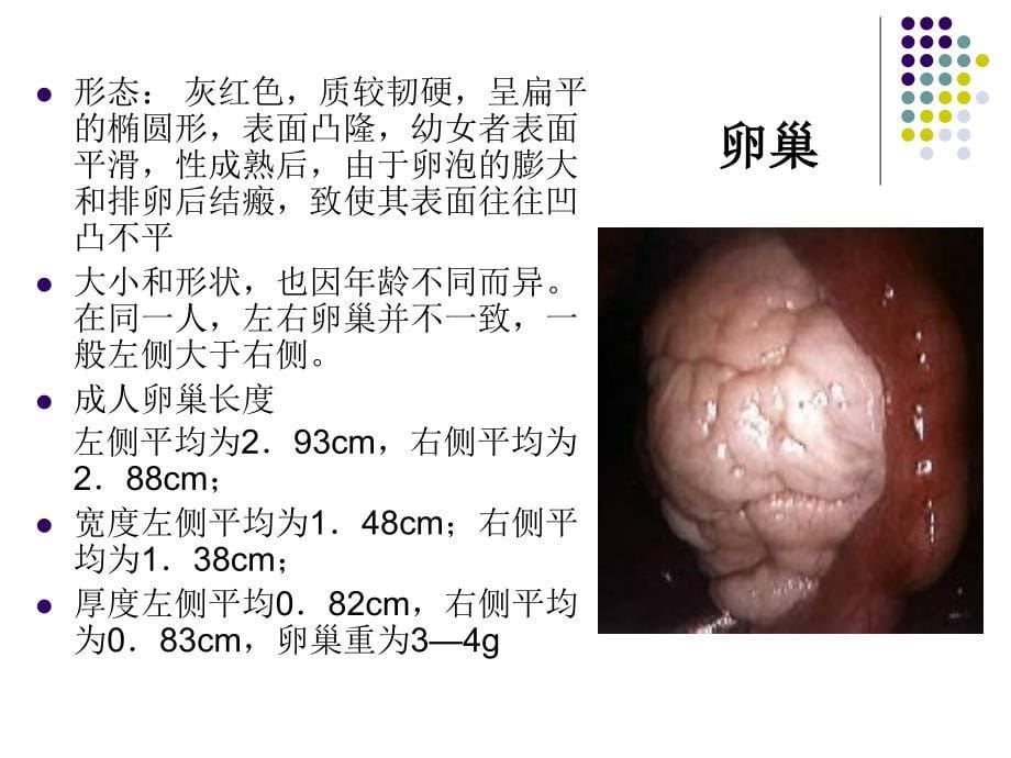 超声临床应用(妇产科)-临床专升本.ppt_第5页