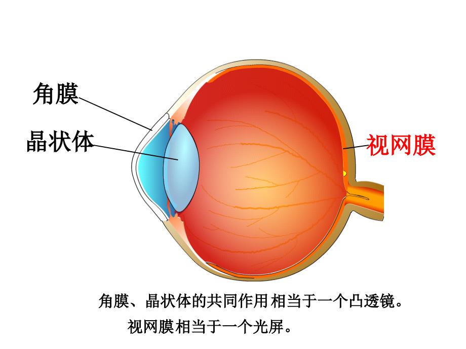 第六节--神奇的眼睛分析课件_第2页