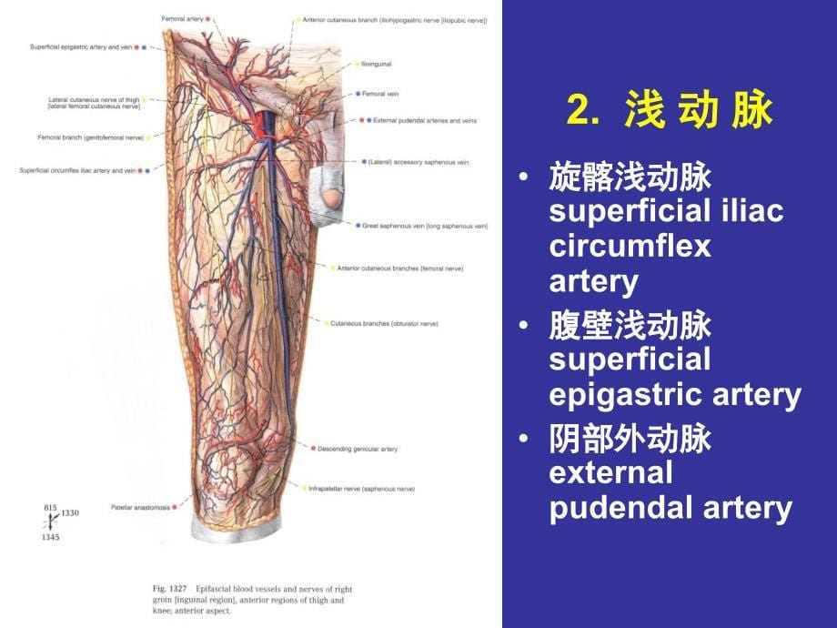 局部解剖：股前内侧区--小腿前外侧区_第5页