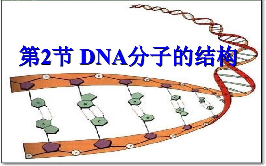 上课第2节DNA的结构_第1页