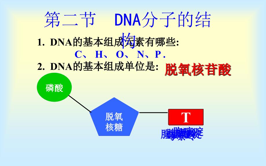 上课第2节DNA的结构_第2页