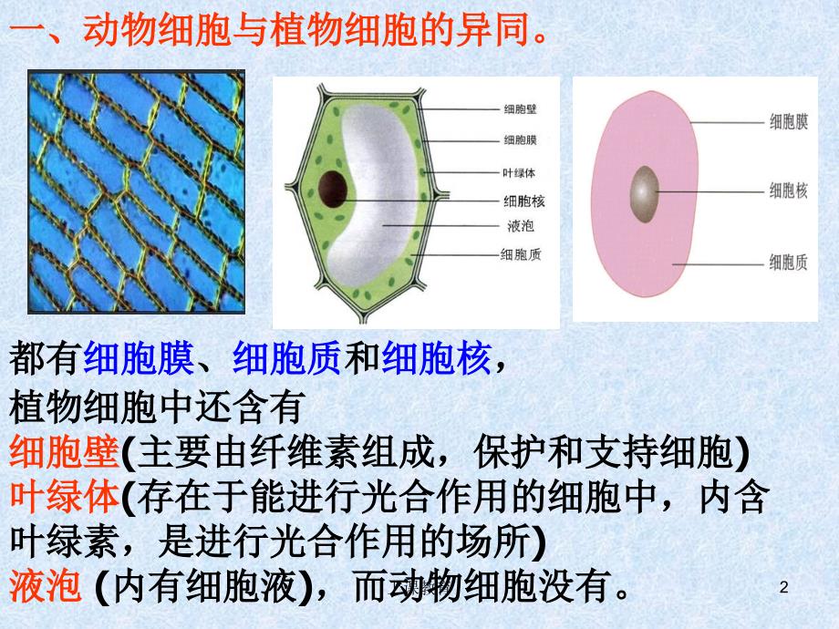 生物体的结构层次1实用课资_第2页