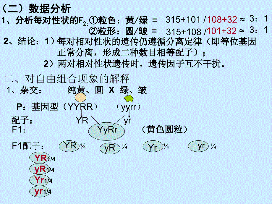 《基因自由组合》PPT课件.ppt_第3页