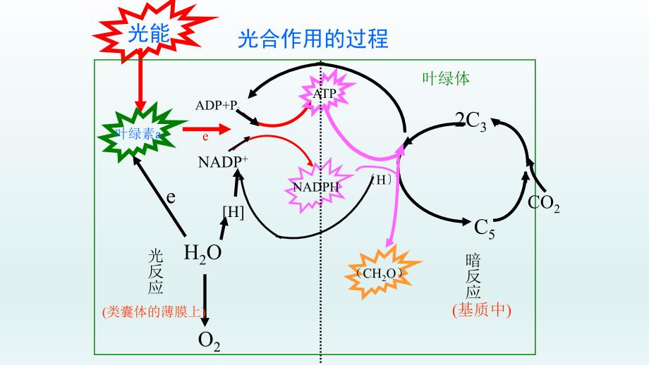 高中生物：光合作用的原理和应用.ppt_第4页