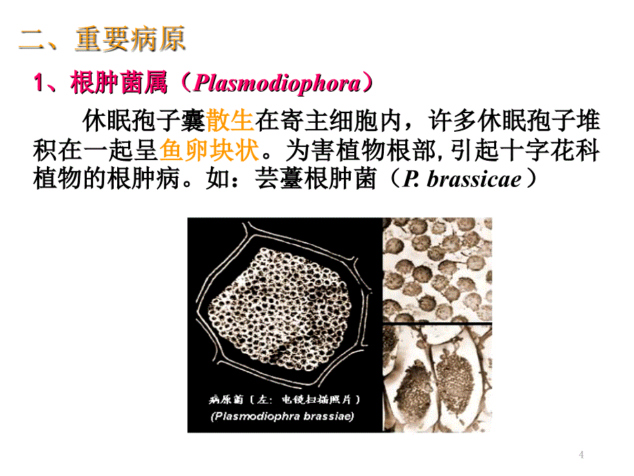 普通植物病理学根肿菌与卵菌优秀课件_第4页