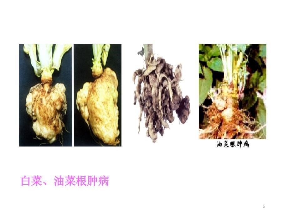 普通植物病理学根肿菌与卵菌优秀课件_第5页