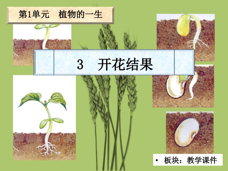 四年级下册科学课件-1.3 开花结果_湘教版_第2页