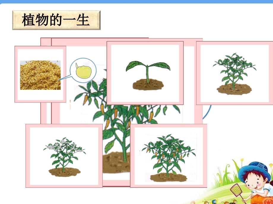 四年级下册科学课件-1.3 开花结果_湘教版_第4页