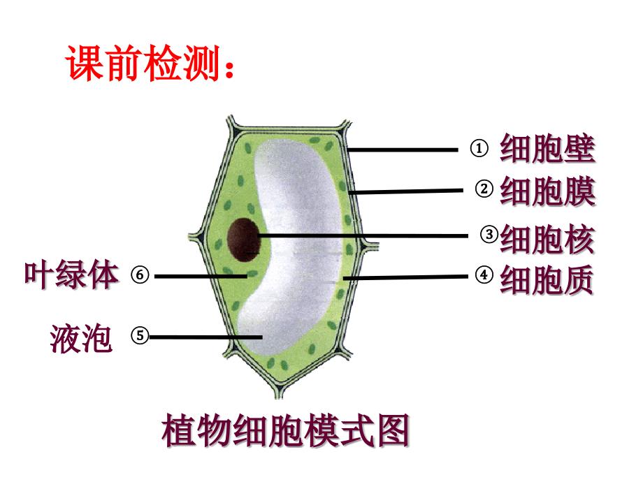 湖南省桑植县七年级生物上册 第二单元 第一章 第四节 细胞的生活课件 （新版）新人教版_第2页