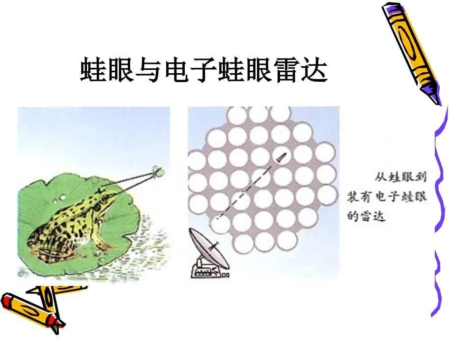 青岛版小学科学《生物的启示》课件_第5页