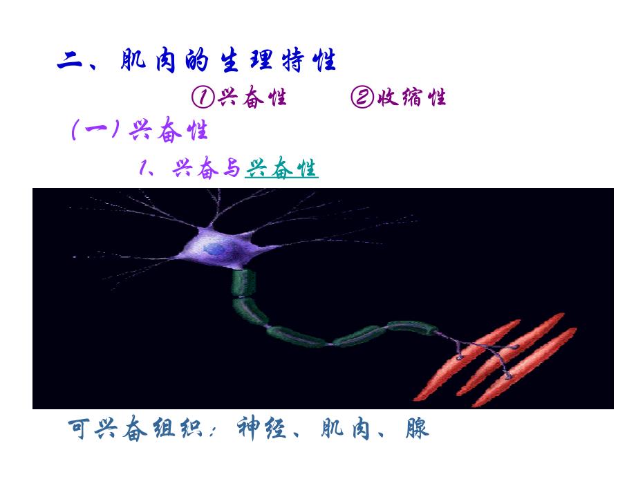 第2章骨骼肌机能_第3页