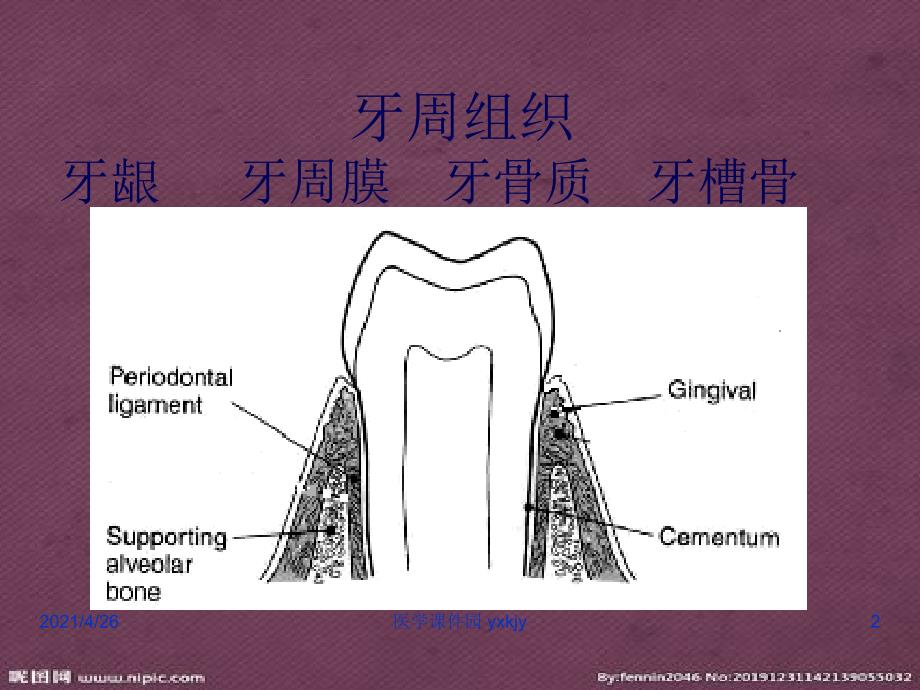 儿童口腔牙周粘膜组织疾患_第2页