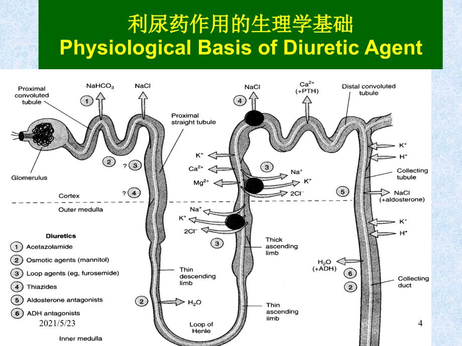 利尿及脱水药物_第4页