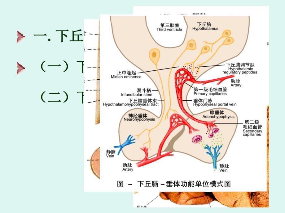 内分泌课件1)_第5页