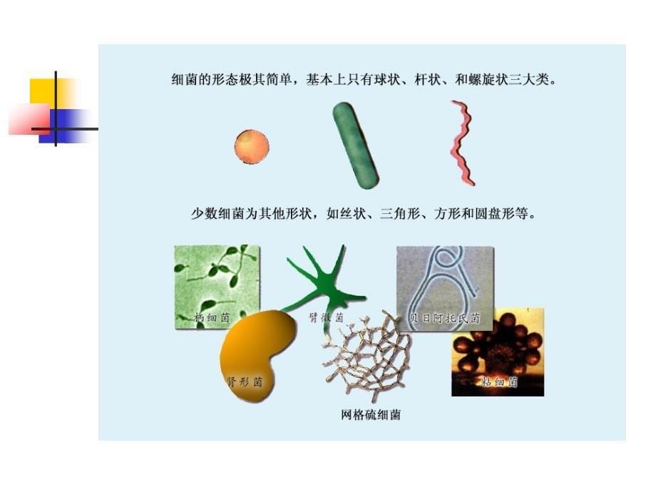 chap1原核微生物_第5页