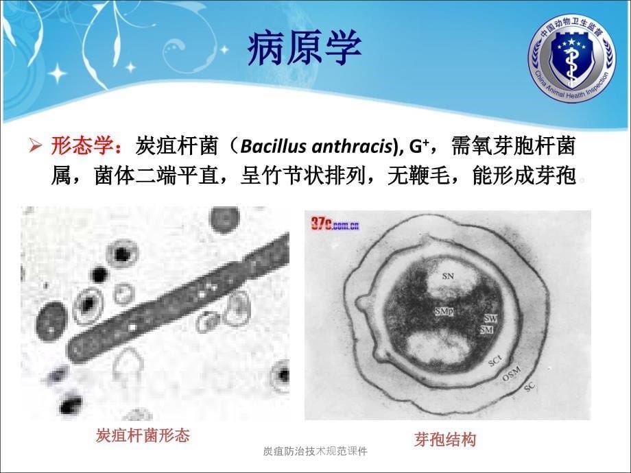 炭疽防治技术规范课件_第5页