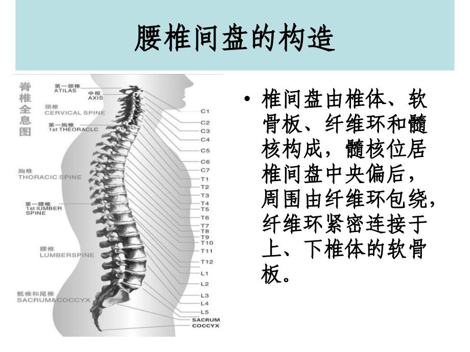 腰椎间盘突出与腰肌劳损运动康复_第2页