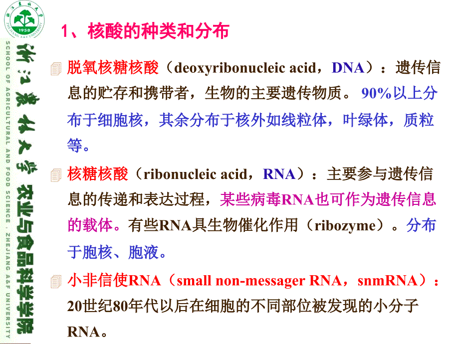 核酸的结构与功能课件_第4页