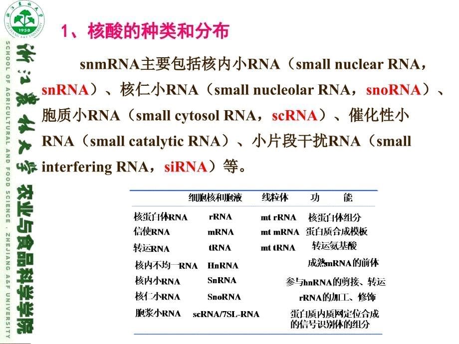 核酸的结构与功能课件_第5页