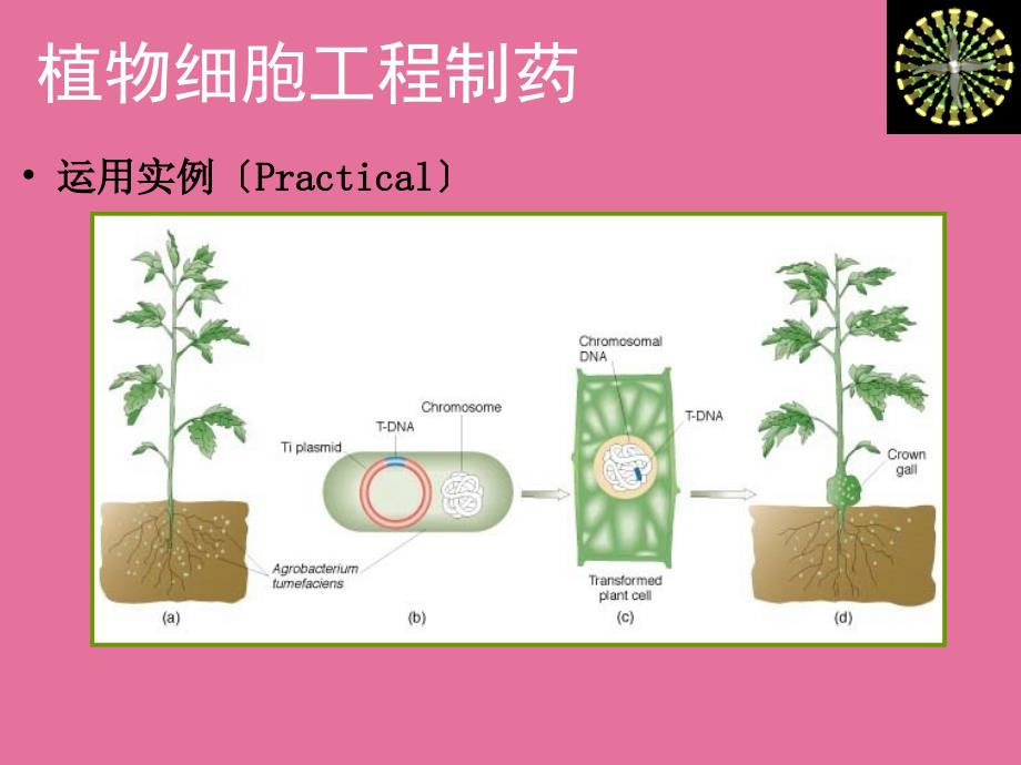 植物细胞工程制药基本概念ppt课件_第3页