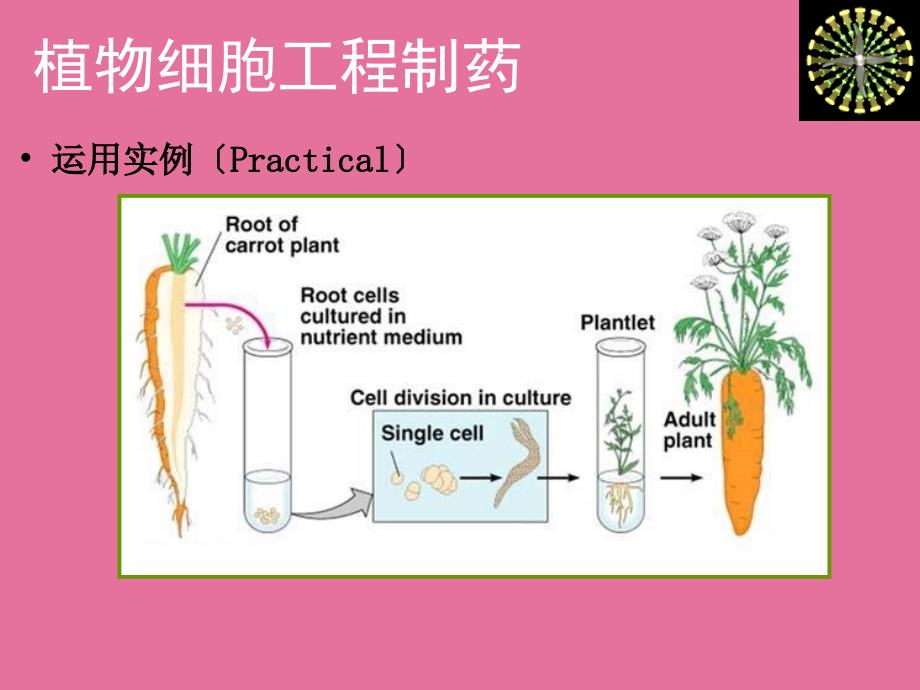 植物细胞工程制药基本概念ppt课件_第4页