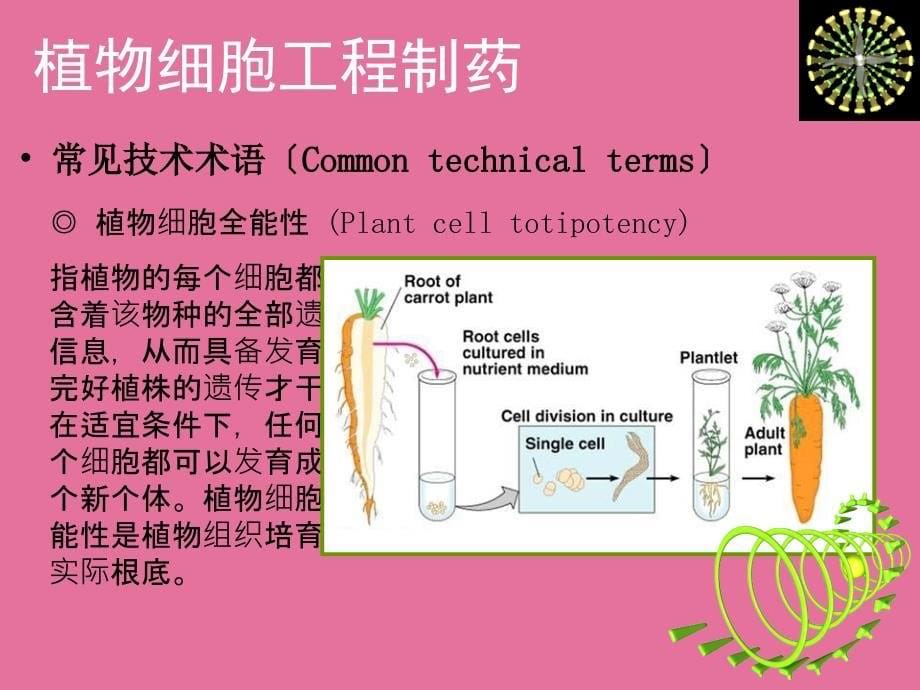 植物细胞工程制药基本概念ppt课件_第5页