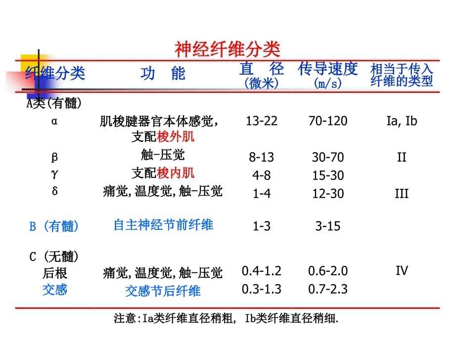 101神经系统PPT文档资料_第5页