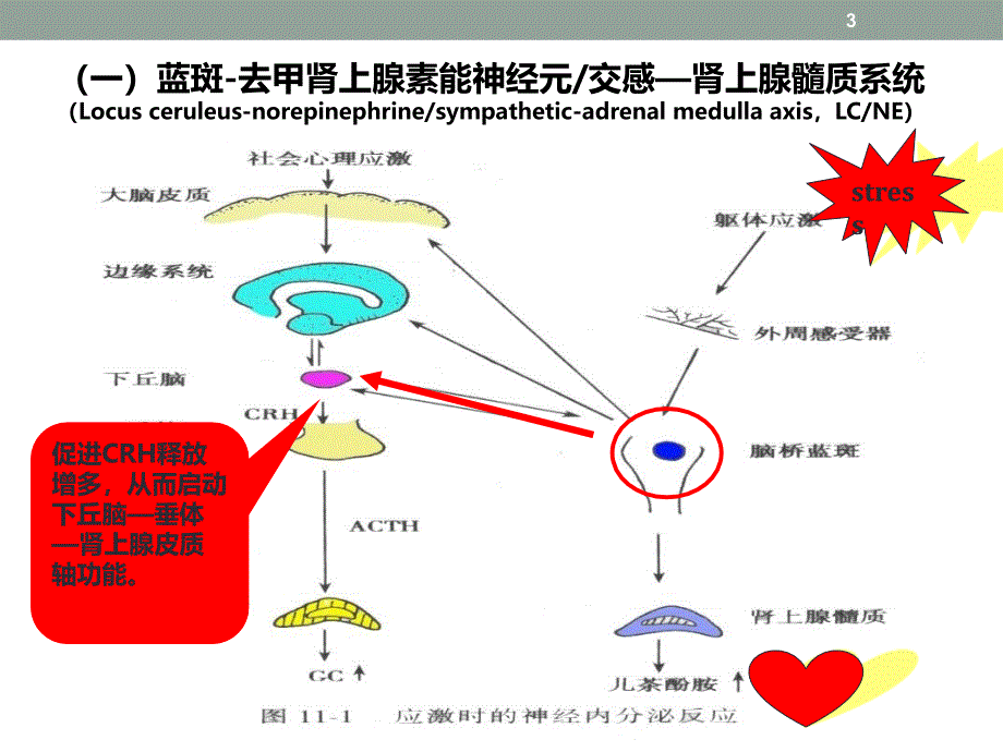 精准控制应激加速患者术后康复_第3页