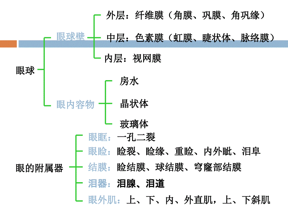 角膜穿通伤护理查房.ppt_第3页