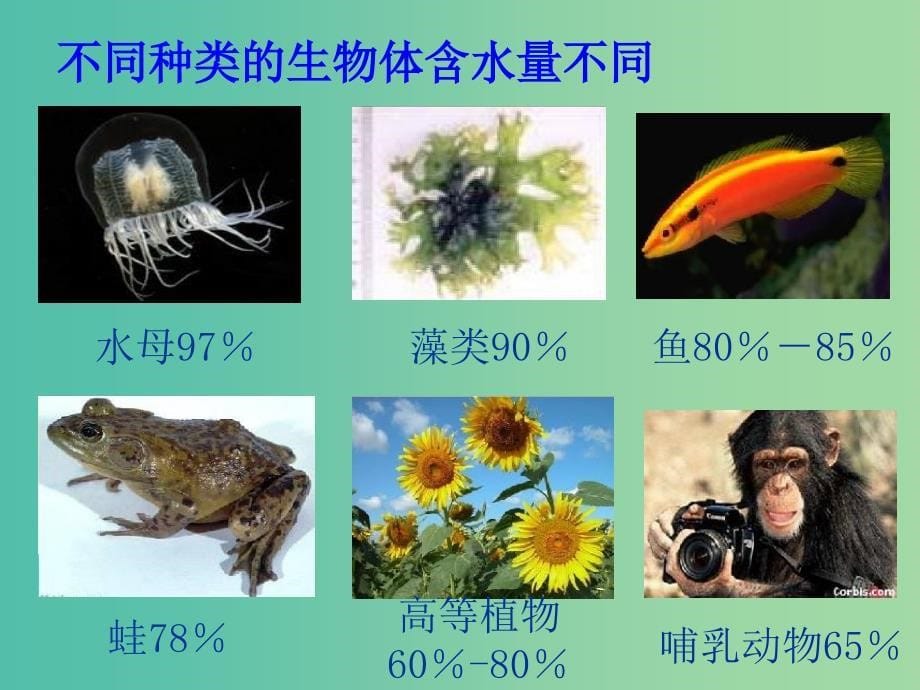 高中生物 2.5 细胞中的无机物课件2 新人教版必修1.ppt_第5页