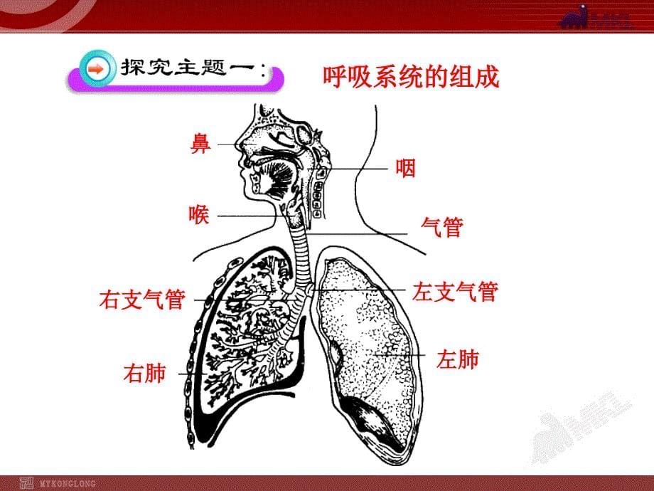 呼吸道对空气的处理七级下册ppt课件_第5页