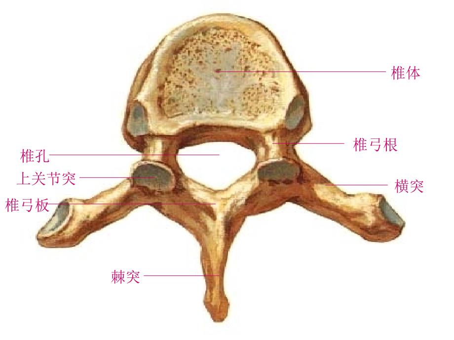 躯干骨及其连结颅骨及其连结.ppt_第4页